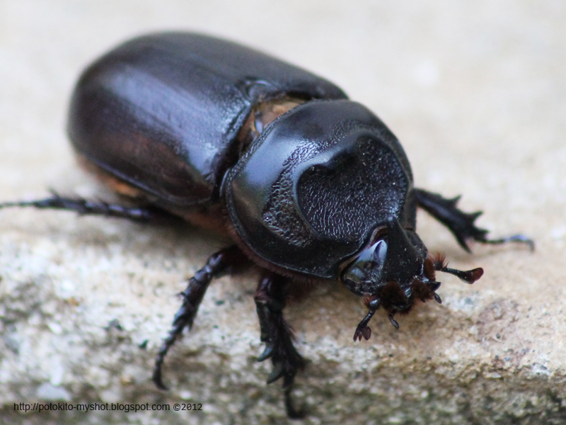 Coconut Rhino Beetle, a growing threat