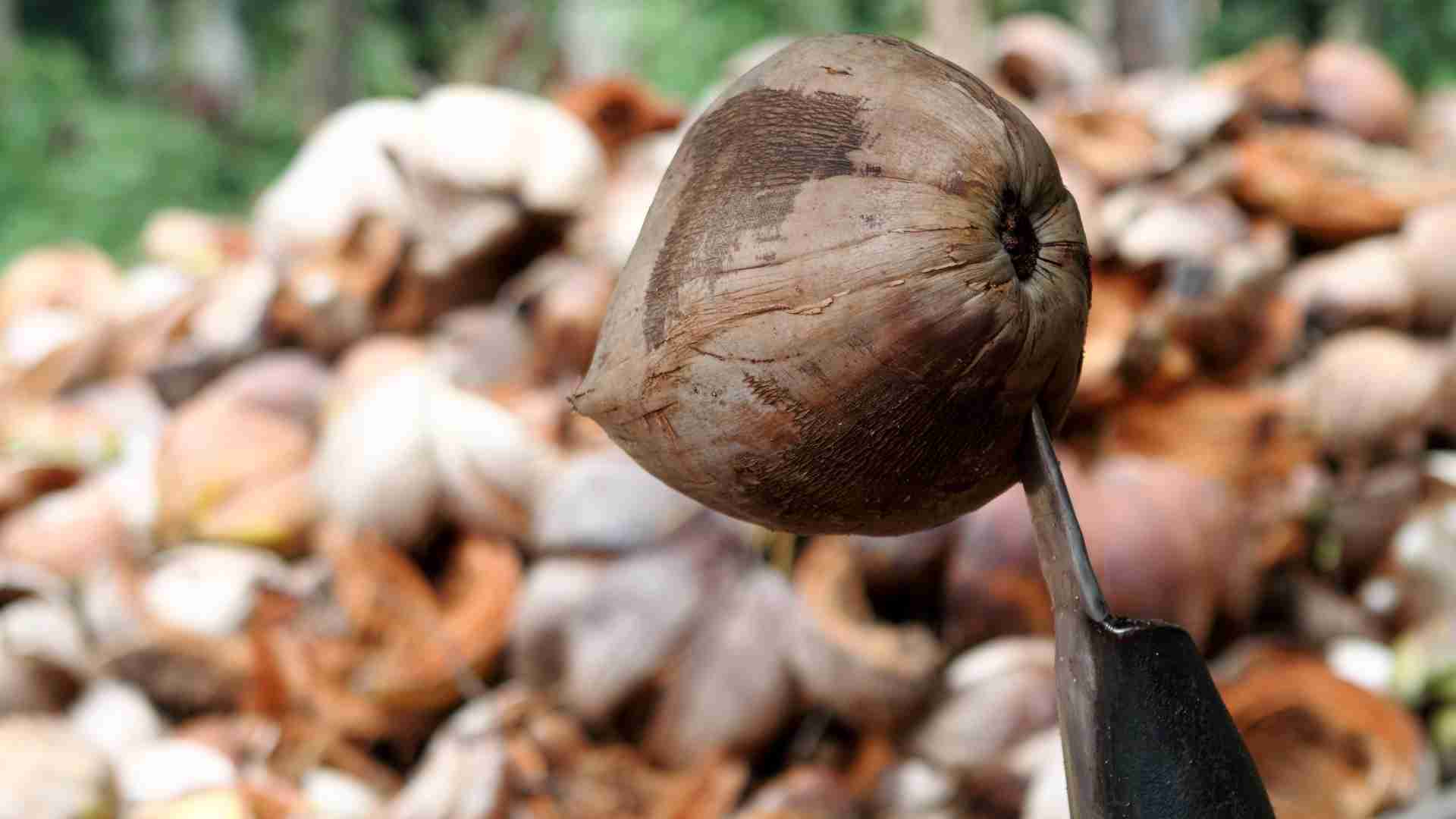 Value Adding Activities for Copra